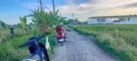 jual tanah view pantai pasut 42 are .harga 260 jt/ are lokasi pasut