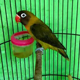 Love Bird Ngekek panjang