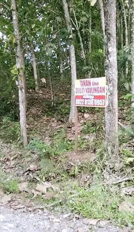 TANAH MURAH BERISI POHON JATI DAN VIEW PANTAI DI PERBATASAN PROVINSI