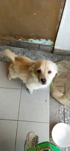 Anak anjing mix Maltipom