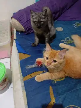 2 ekor kucing Persia jantan umur 5 bln sehat