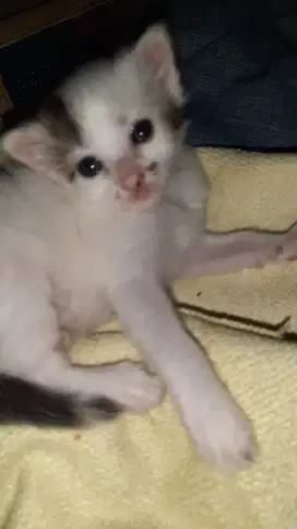 Anak Kucing Lucu, dan  Lincah Snow White 1 Bulan