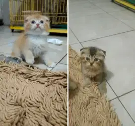 Kucing acotthis fold,jntan dan betina, kucingpwrsia, kucing bsh