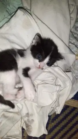 Hibah Anak Kucing Lucu, Sehat dan Lincah (Panda)