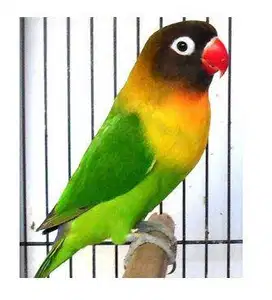 Love bird Dakocan