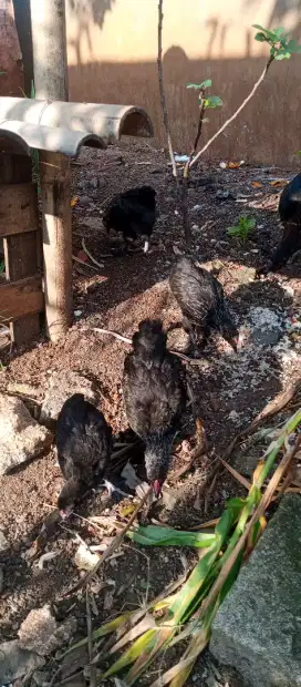 Borongan Ayam Brahma Anakkan