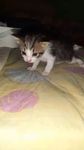 Hibah Anak Kucing Lucu, Sehat dan Lincah, Jantan.