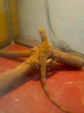 Similis iguana / ctenosaura similis