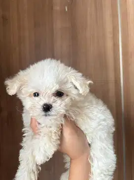 ANAK ANJING MALTESE JANTAN BETINA