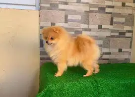 Jual Minipom Betina umur 6 Bulan