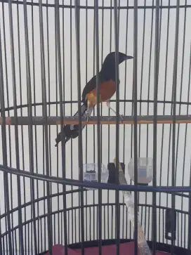 Burung mb sehat terawat mabung sudah 3×harin bunyi