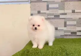 Jual Minipom Betina STB Vaksin