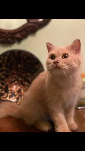 Kitten bsh british cream jantan