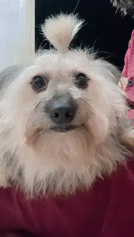 Open Adopt, Anjing Shitzu 1 Tahun