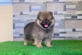 Jual Minipom Jantan STB Vaksin