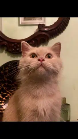 Kitten bsh british cream jantan