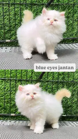 Kucing Himalaya Blue Eyes Jantan