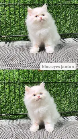 Kucing Himalaya Blue Eyes