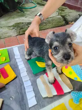 Anjing mini schnauzer