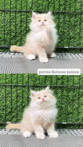 Persia Flatnose Bulu Kapas