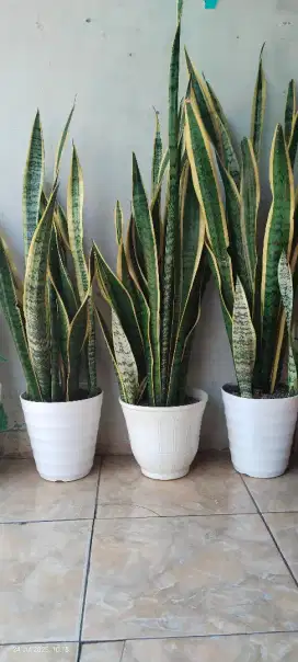 Jual tanaman lidah mertua/sansevieria