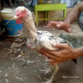 biang ayam Bangkok klasik