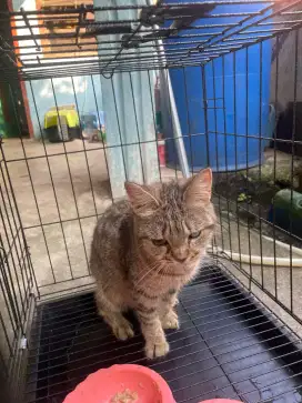 Kucing british mujaer