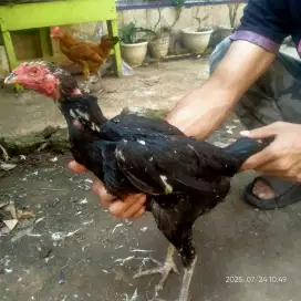 biang pakhoy produksi
