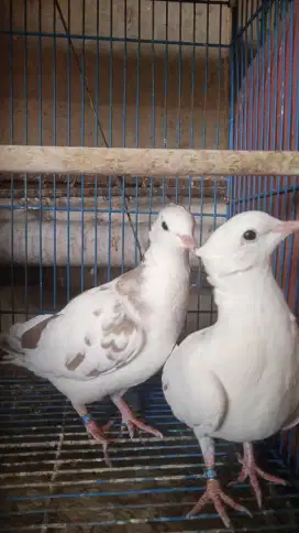 Burung Puter Blorok Jambul