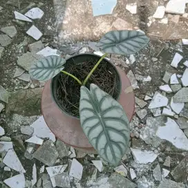 Tanaman hias alokasia