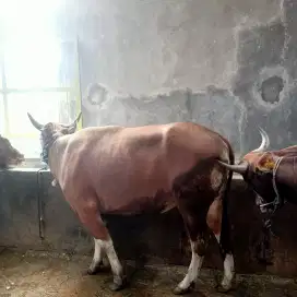 Jual Sapi Bakalan & Kurban Termurah
