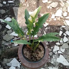 Tanaman hias varigata