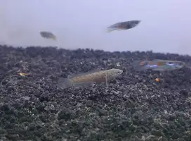 Ikan channa limbata cilik
