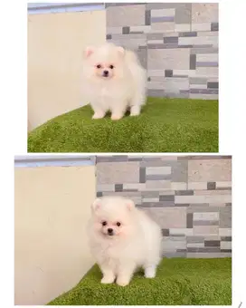 Mini pom puppy female stambum
