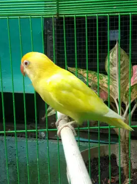 Burung Lovebird PB creamino mm