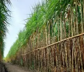 INFO JUAL TEBU , saya mau borong