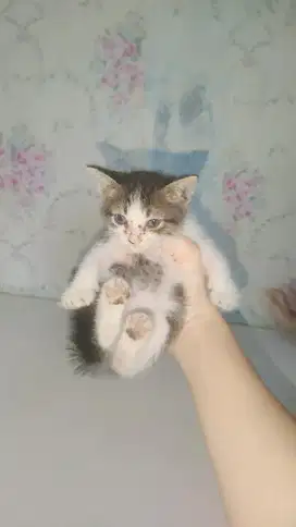 Kucing persia Betin