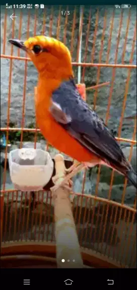 Bismillah mnwi aya jodona  jual am ring bali fs kuku mata aman