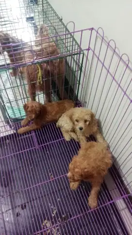 Poodle 1,5 bl red dan fawn