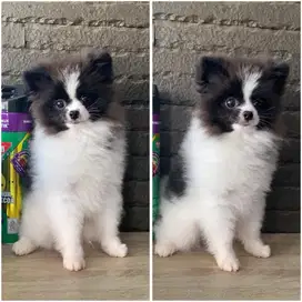 Dijual murah calon pejantan superminipom party color