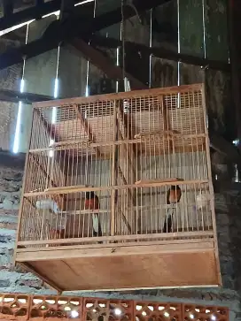 Burung Murai Batu Sepasang
