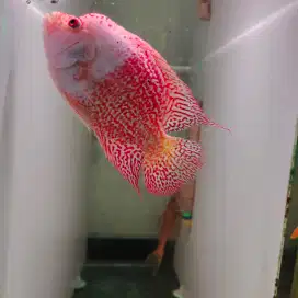 ikan louhan golden base cencu prediksi betina 15cm gb cencu