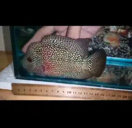 ikan louhan cencu betina 17cm rutin nelor warna tegas mutiara shine
