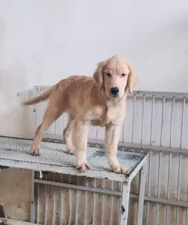 Golden Retriever Female 5 Bulan Big Bone Long Hair Stambum Microchip