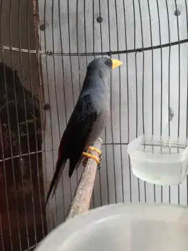Burung masteran rio rio