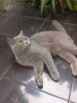 Kucing British Shorthair BSH Blue Solid Betina 10 bulan Parent Impor