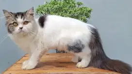 KUCING PERSIA MEDIUM BETINA 5 BULAN BICOLOR TABBY GEMOY