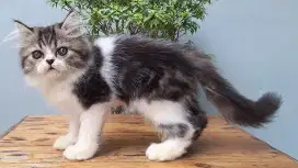KUCING PERSIA FLATNOSE JANTAN 2 BULAN BICOLOR TABBY