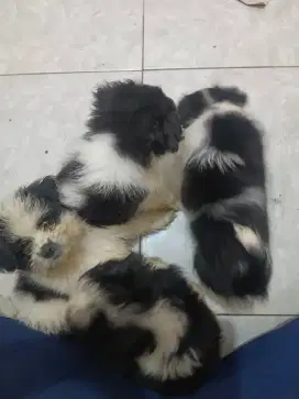 Pupy Maltase Mix Shih-Tzu