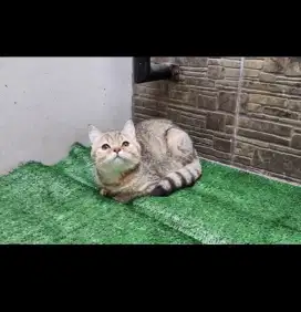 Kucing british shorthair